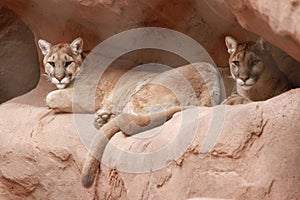 Cougars in the Phoenix Zoo