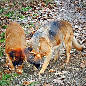 photo of a couple of dogs busy digging