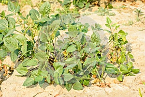 Photo of cow bean plant in the farm