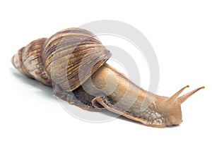 Photo of crawling snail