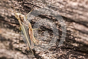 Cricket on tree trunk closeup