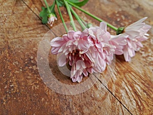 Crysanthemums flower