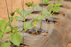 Photo of cucumber seedlings. The theme of seasonal planting