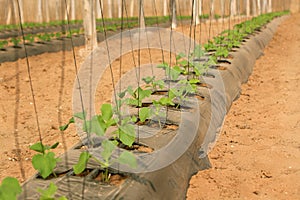 Photo of cucumber seedlings. The theme of seasonal planting