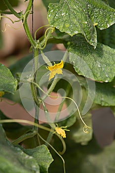 Photo of cucumber sprouts, the theme of gardening