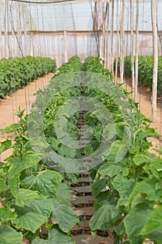 Photo of cucumber sprouts, the theme of gardening