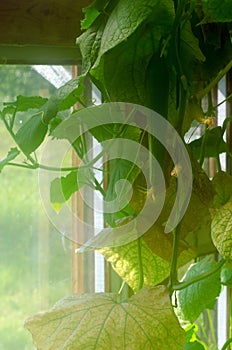 Photo cucumber with yellow flowers in a greenhouse with high humidity and heat at the window bathed in sunlight in the North