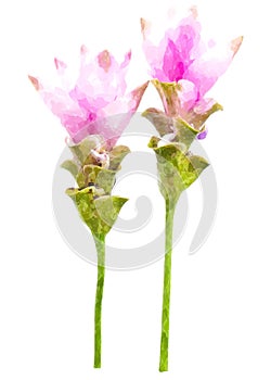 Photo of Curcuma alismatifolia blossom in Thailand water color e