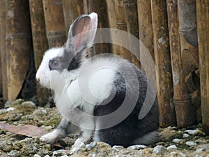 photo of cute black and white rabbit with fluffy fur sitting on the ground