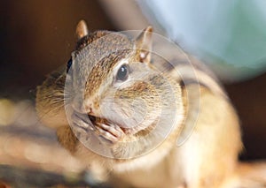 Photo of a cute funny chipmunk eating something