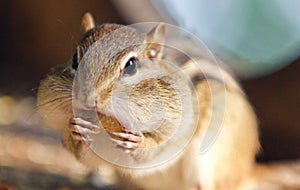Photo of a cute funny chipmunk eating something