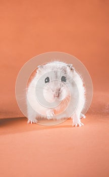 Photo cute Jungar hamster walking