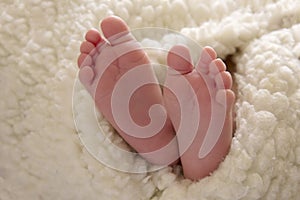 Photo of cute little feet of a newborn baby wrapped in sheepskin