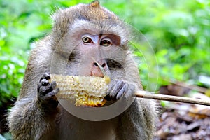 Photo of cute long-tailed monkeys