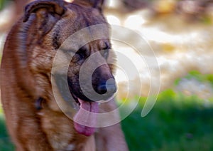 photo of a cute mongrel dog similar to a German shepherd but with molossian ears. photo