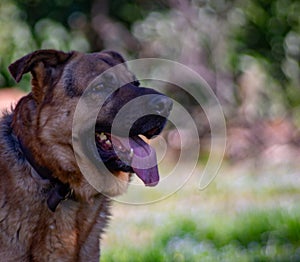 photo of a cute mongrel dog similar to a German shepherd but with molossian ears. photo