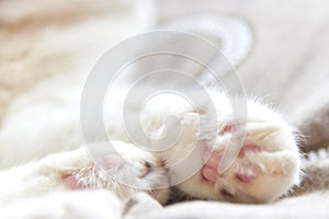Photo of cute pink cat`s paws, selective focus