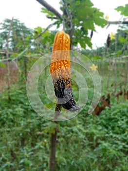 photo of a damaged pariah fruit attacked by plant pests in the gardenï¿¼