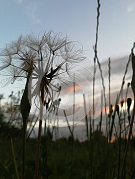 Photo of a dandelion on a field during sunset. photo