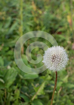 Photo of Dandelion on a green meadow.