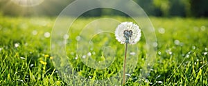 Photo dandelion seed head in a field of grass