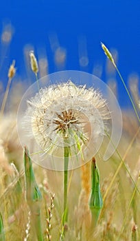 Dandelion seedhead photo