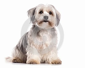 photo of Dandie Dinmont terrier isolated on white background. Generative AI