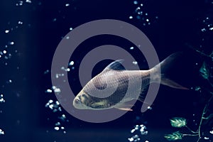 Photo dark blue night background Design. Water aquarium, silver fish swims, air bubbles by compressor. Mysterious Mood