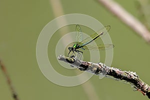 Photo of dark green dragonfly