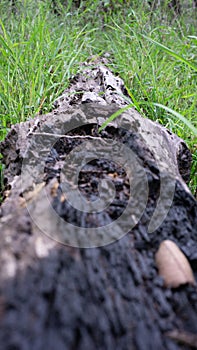 Photo, dead tree, fallen in the middle of a forest of grass