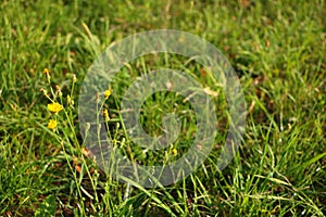 Photo of defocused grass with focus on yellow flower in left sid