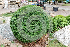 Photo depicting branch of juniper blossoming in springtime, fruiting. New fresh brunches of evergreen juniper in garden, blurred b