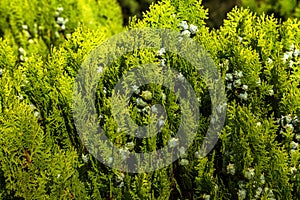 Photo depicting branch of juniper blossoming in springtime, fruiting. New fresh brunches of evergreen juniper in garden, blurred b