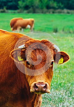 Photo depicting a milky brown lovely herd of cows. Cows graze on