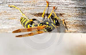 photo depicting a wasp, an insect that is sometimes frightening for its painful stings