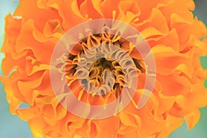 Photo depicts a abstract sweet orange flower background from marigold Tagetes flower petals.