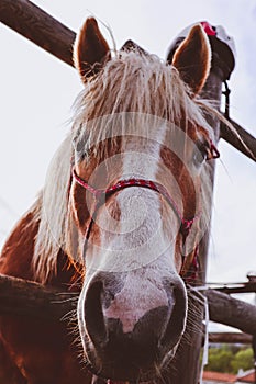 Photo depicts beautiful lovely brown and white horse gazing on a