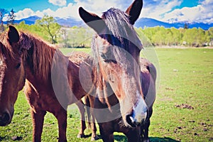 Photo depicts two beautiful lovely brown white horse gazing on a