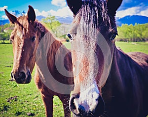 Photo depicts two beautiful lovely brown white horse gazing on a