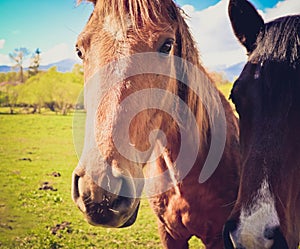 Photo depicts two beautiful lovely brown white horse gazing on a photo