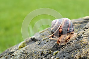 Photo depicts a wild big beautiful snail with spiral shell in gr