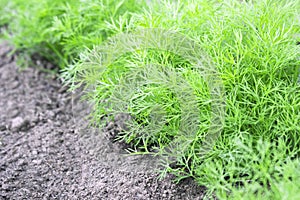 Photo of dill harvest for eco cookery business. Young dill plants on the kitchen garden. Organic food, fresh spice. Antioxidant ki