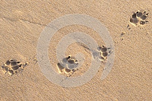 Photo of dog footprint on the tropical beach