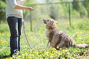 Photo of dog with leash and woman on walk in park