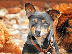 Photo of a dog of the mutt - South Brazil