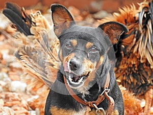 Photo of a dog of the mutt - South Brazil