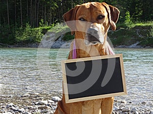 Dog Rhodesian ridgeback and chalkboard in nature photo