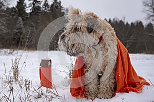 Photo of a dog, a wheat Terrier, in a bright orange plaid, sitting in a snow-covered clearing