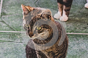 Photo of domestic cat (pet) in closed plan, with a fixed and cute look