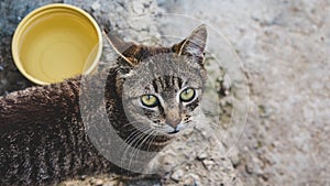 Photo of domestic cat (pet) in closed plan, with a fixed and cute look